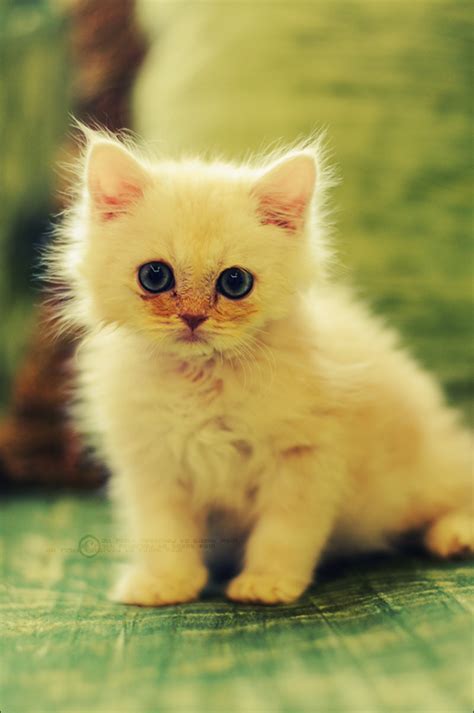 Cute Cats #3 | Cute Cats