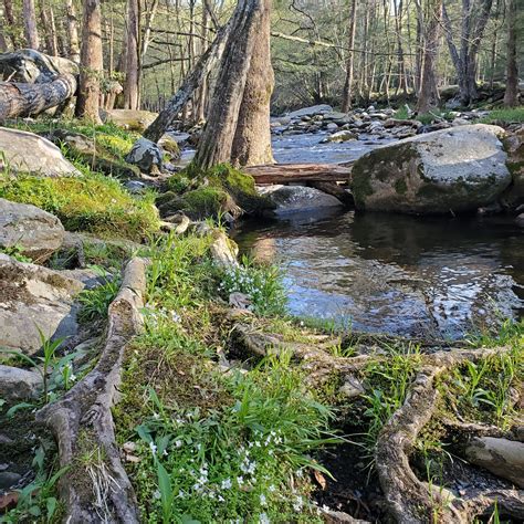 Elkmont Campground | The Dyrt