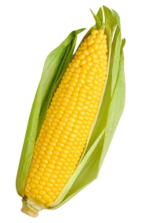 Ear Of Corn Drawing at GetDrawings | Free download