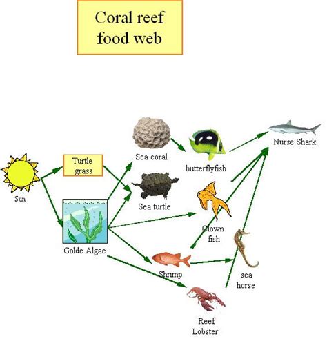 coral reef food chain facts - Danae Fuentes