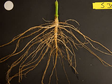 Getting to the root of the problem | Crop Science Society of America