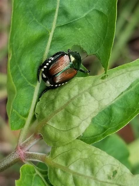 They’re Back! Japanese Beetles in Your Garden – Center for Urban ...