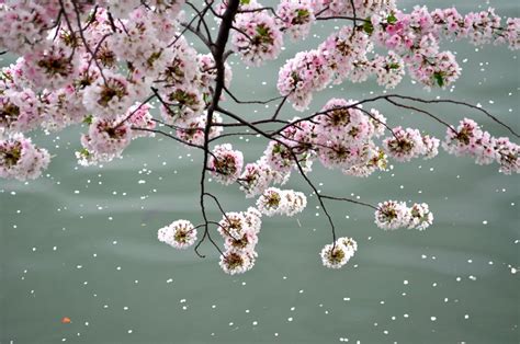 Cherry Blossoms over the river | Smithsonian Photo Contest | Smithsonian Magazine