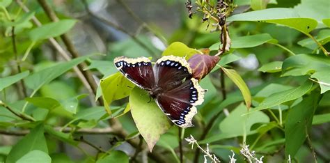 Mourning Cloak Butterfly Larvae