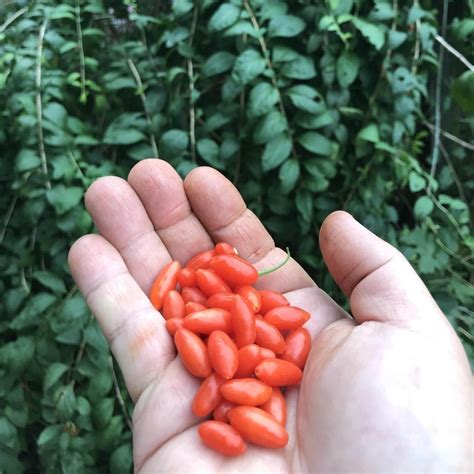 Goji Berry Seeds (Lycium chinense) - Price €2.10