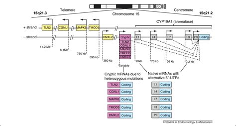 Aromatase, breast cancer and obesity: a complex interaction: Trends in Endocrinology & Metabolism