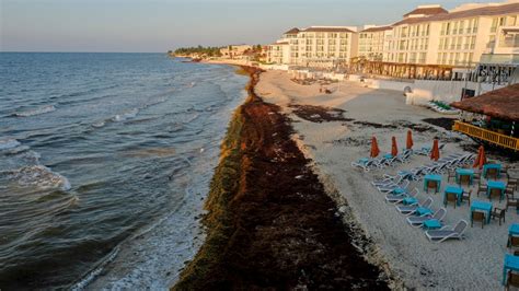 Studying the surging seaweed that is sargassum