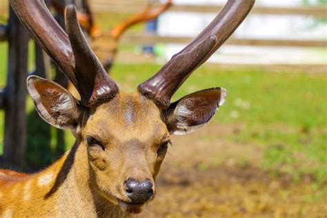 Spotted Deer Fawn with Velvet Antlers Portrait Stock Image - Image of ...