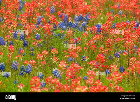 Indian paintbrush field with Texas bluebonnets, Fredricksburg, Texas ...