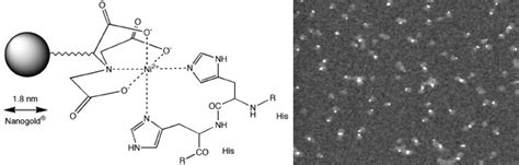 Nta His Tag : Site-specific covalent labeling of His-tag fused proteins ...