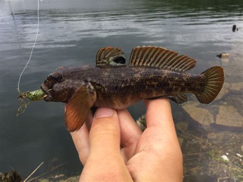 Goby, Round UpperMi roughangler | www.roughfish.com