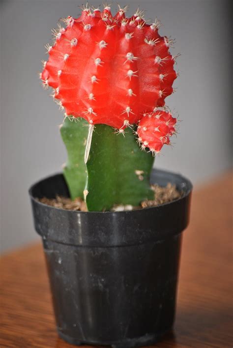 Seedlings india Red Moon Cactus Live Plant: Amazon.in: Garden & Outdoors