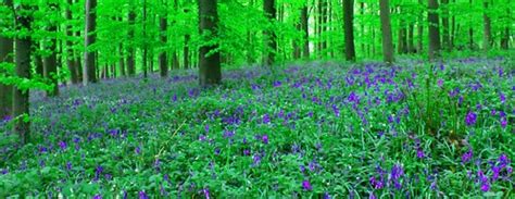 Queenswood Bluebells #project.flickr # blue #Dailyshoot | Flickr
