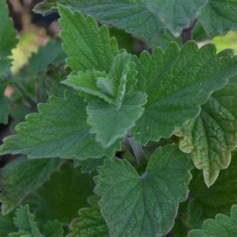 Catnip Seeds nepeta Cataria - Etsy