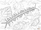 Millipede Coloring Pages sketch template