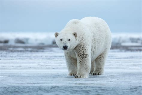 Polar Bears, Arctic National Wildlife Refuge - Outdoor Photographer