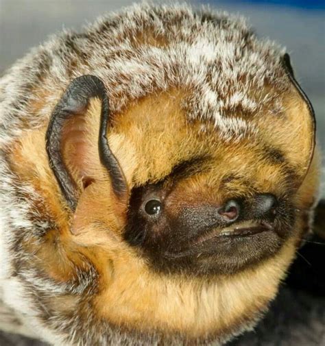 Hoary bats are gorgeous! Marsupial, Primates, Animals And Pets, Cute Animals, Bat Species ...