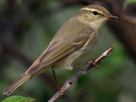 Arctic Warbler - eBird