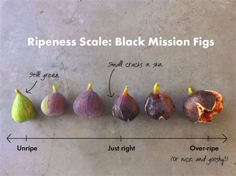 If you've made the same mistake of biting into a fig before it's fully ripe, take a look at our ...