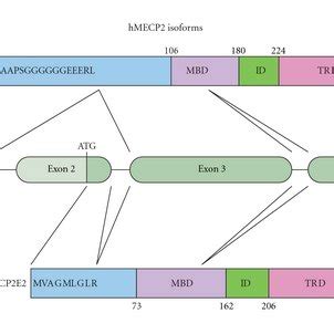 MECP2 gene and protein isoforms. Schematic illustration of the gene ...