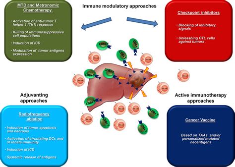 Combinatorial approach for HCC treatment. The available immunological ...