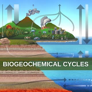 What is Biogeochemical Cycle?