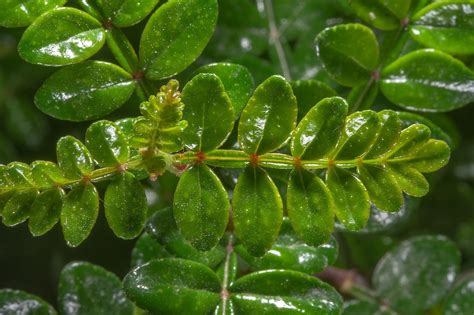 Glossy leaves of evergreen plant Zanthoxylum myriacanthum (Zanthoxylum ...