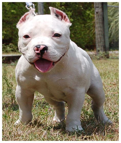 Imagenes de perros pitbull american - Imagui