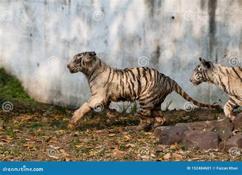 Playful Young White Tiger Cubs in India Stock Image - Image of mohan ...