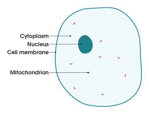 File:Simple diagram of animal cell (en).svg - Wikimedia Commons