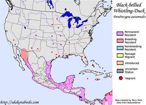 Black-bellied Whistling Duck - Species Range Map