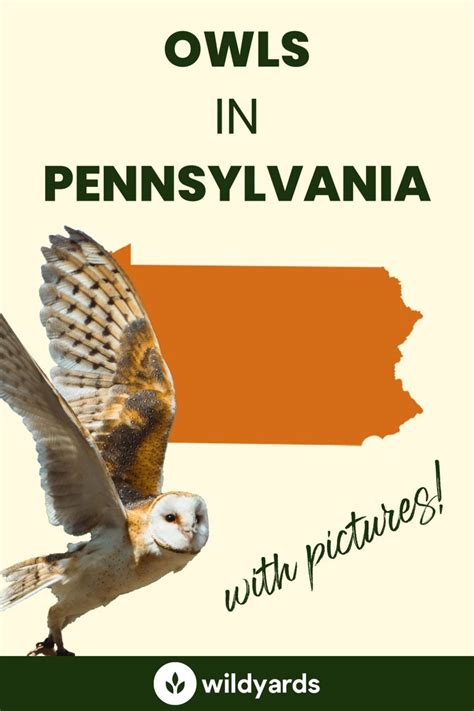 All 8 Owls in Pennsylvania [With Sounds & Pictures]