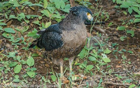 Eagle Crested Serpent (Spilornis cheela) adult - India - World Bird Photos