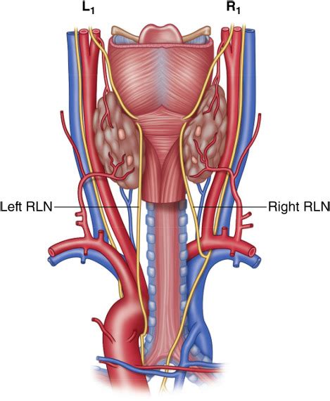 Recurrent Laryngeal Nerve