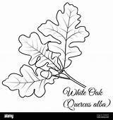 White Oak Tree Twig With Leaves Acorn Vector Illustration Coloring  sketch template
