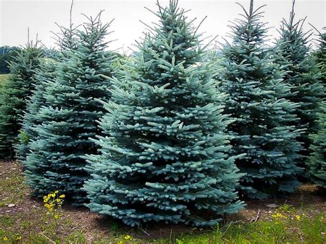 Blue Spruce Facts, distribution,Uses, and Pictures