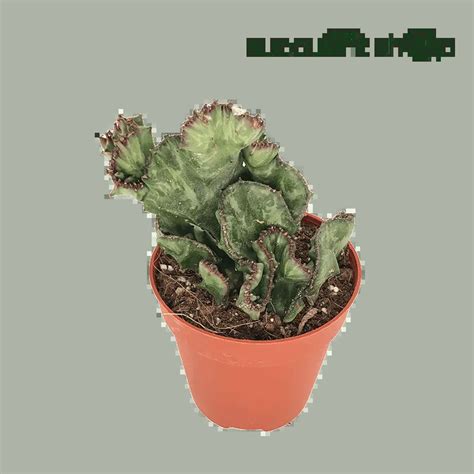 317-1 – Succulent & Cactus Malaysia