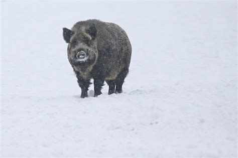 Free Photo | Wild boar in the nature habitat. european wild boar. sus scrofa.