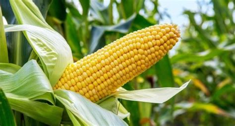 Nigeria Approves Release of Transgenic Maize Varieties for Sustainable ...