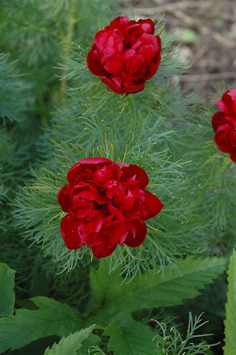 Double Fernleaf Peony (Paeonia tenuifolia 'Rubra Plena') in Lancaster York Harrisburg ...