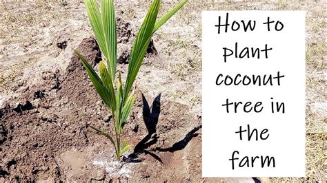 How to plant coconut palm tree / Coconut planting method / Coconut Farming / Coconut Cultivation ...