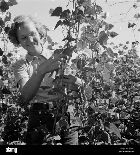 Oregon, Marion County, near West Stayton Local high school girl, who picks beans during vacation ...