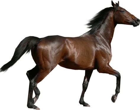 Horse Sideview transparent PNG - StickPNG