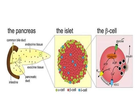 Pictures Of Beta Cells