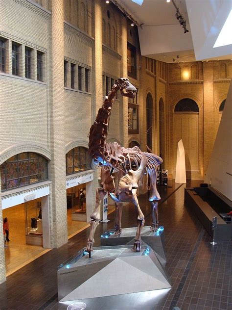 Futalognkosaurus, Royal Ontario Museum. Dinosauria, Saurischia ...