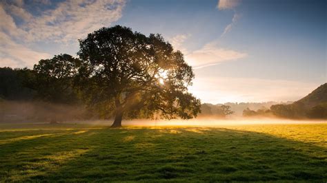 🥇 Early morning fog grass landscapes nature wallpaper | (135387)