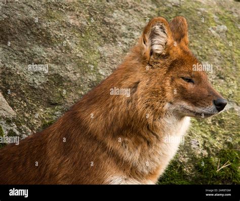 Cuon alpinus hi-res stock photography and images - Alamy