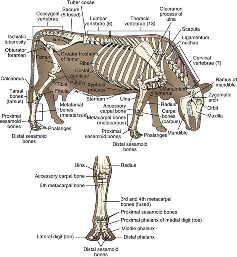 Bovine Husbandry | Veterian Key