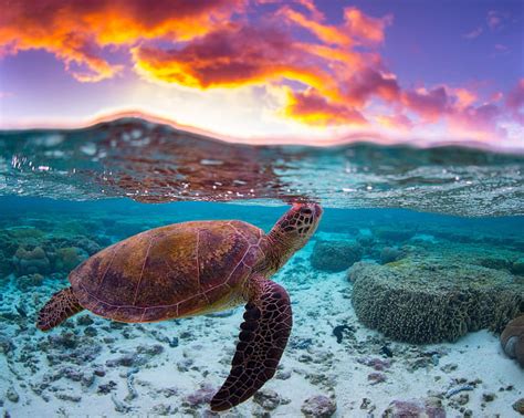 HD wallpaper: sea, water, clouds, the ocean, turtle, reef, split ...