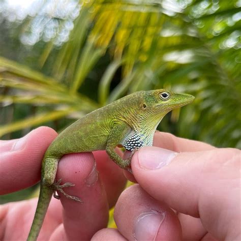 What Do Anole Lizards Eat